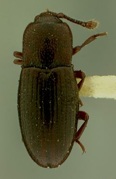 Cerylon californicum by the Smithsonian. Used under a CC0 license.