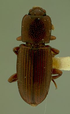Cerylon sticticum by the Smithsonian. Used under a CC0 license.