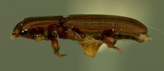 Cerylon sticticum by the Smithsonian. Used under a CC0 license.