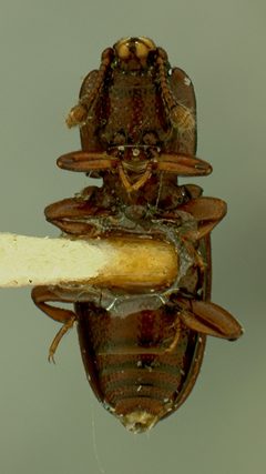 Cerylon sticticum by the Smithsonian. Used under a CC0 license.
