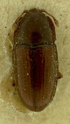 Philothermus kingsolveri by the Smithsonian. Used under a CC0 license.