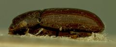 Philothermus kingsolveri by the Smithsonian. Used under a CC0 license.
