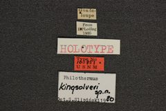 Philothermus kingsolveri by the Smithsonian. Used under a CC0 license.
