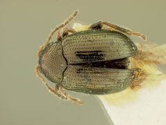 Acallepitrix lima by the Smithsonian. Used under a CC0 license.