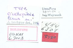Acallepitrix lima by the Smithsonian. Used under a CC0 license.