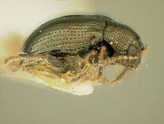 Acallepitrix lima by the Smithsonian. Used under a CC0 license.