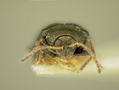 Acallepitrix lima by the Smithsonian. Used under a CC0 license.