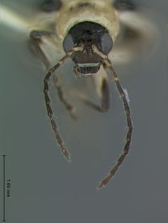 Acalymma gouldi by the Smithsonian. Used under a CC0 license.