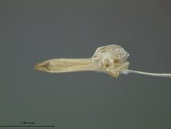 Acalymma gouldi by the Smithsonian. Used under a CC0 license.
