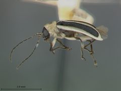 Acalymma gouldi by the Smithsonian. Used under a CC0 license.