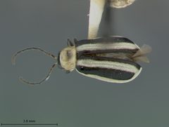 Acalymma gouldi by the Smithsonian. Used under a CC0 license.