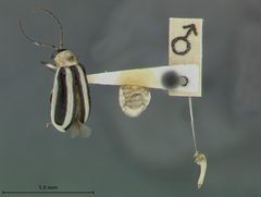 Acalymma gouldi by the Smithsonian. Used under a CC0 license.