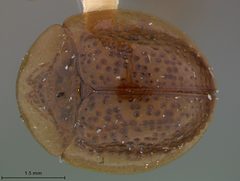 Agroiconota sanareensis by the Smithsonian. Used under a CC0 license.