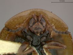 Agroiconota sanareensis by the Smithsonian. Used under a CC0 license.