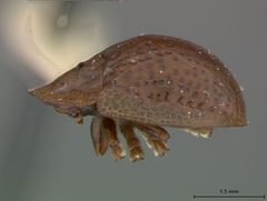 Agroiconota sanareensis by the Smithsonian. Used under a CC0 license.