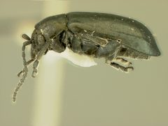 Altica caurina by the Smithsonian. Used under a CC0 license.