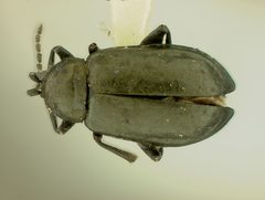Altica caurina by the Smithsonian. Used under a CC0 license.