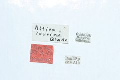 Altica caurina by the Smithsonian. Used under a CC0 license.