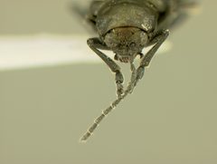 Altica caurina by the Smithsonian. Used under a CC0 license.