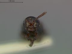 Anisostena arizonica by the Smithsonian. Used under a CC0 license.