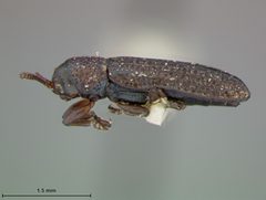 Anisostena arizonica by the Smithsonian. Used under a CC0 license.