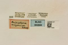 Anisostena arizonica by the Smithsonian. Used under a CC0 license.