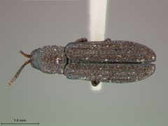 Anisostena arizonica by the Smithsonian. Used under a CC0 license.