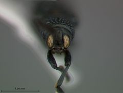 Anisostena cyanea by the Smithsonian. Used under a CC0 license.