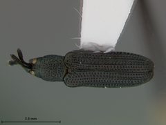 Anisostena cyanea by the Smithsonian. Used under a CC0 license.