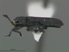 Anisostena cyanea by the Smithsonian. Used under a CC0 license.