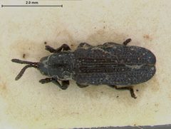 Anisostena daguerrei by the Smithsonian. Used under a CC0 license.