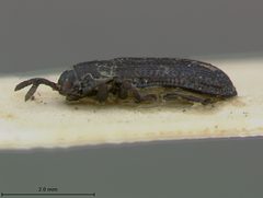 Anisostena daguerrei by the Smithsonian. Used under a CC0 license.