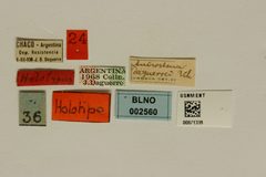 Anisostena daguerrei by the Smithsonian. Used under a CC0 license.