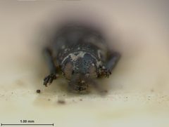 Anisostena daguerrei by the Smithsonian. Used under a CC0 license.