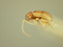 Aphthona crucifera by the Smithsonian. Used under a CC0 license.