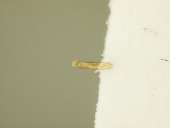 Aphthona heveli by the Smithsonian. Used under a CC0 license.