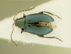 Aphthona lantangi by the Smithsonian. Used under a CC0 license.
