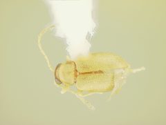 Aphthona nandiensis by the Smithsonian. Used under a CC0 license.