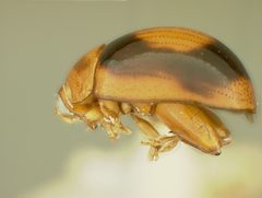 Argopistes coronatus by the Smithsonian. Used under a CC0 license.
