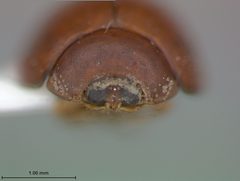 Argopistes turnbowi by the Smithsonian. Used under a CC0 license.