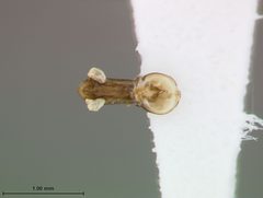 Argopistes turnbowi by the Smithsonian. Used under a CC0 license.
