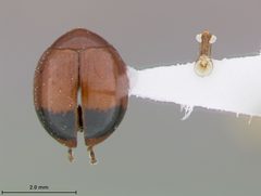 Argopistes turnbowi by the Smithsonian. Used under a CC0 license.