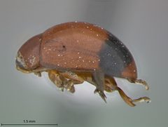 Argopistes turnbowi by the Smithsonian. Used under a CC0 license.