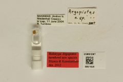 Argopistes turnbowi by the Smithsonian. Used under a CC0 license.