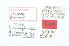 Asphaera magistralis crescens by the Smithsonian. Used under a CC0 license.