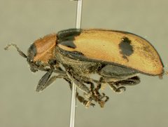 Asphaera magistralis crescens by the Smithsonian. Used under a CC0 license.