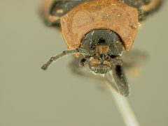 Asphaera magistralis crescens by the Smithsonian. Used under a CC0 license.