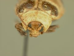 Asphaera meticulosa constructa by the Smithsonian. Used under a CC0 license.