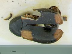 Babia ipsoides by the Smithsonian. Used under a CC0 license.
