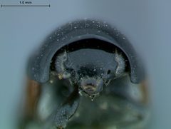 Babia magnicollis by the Smithsonian. Used under a CC0 license.